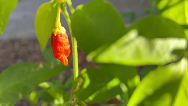 Shriveled Pepper Plant in Austin, Texas 10/20/2024