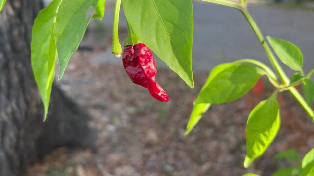 Shriveled Pepper Plant in Austin, Texas 10/20/2024