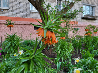 There are orange grouse flowers on a flower bed under the windows of the house