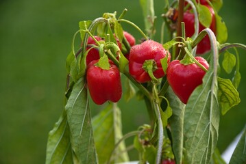 roter Paprika an der Pflanze