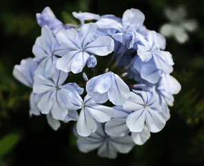 Blue flower. 