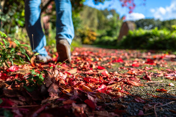 Walking of falled red leaves in autumn