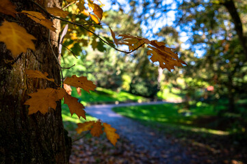 Autumnal leaves on a tree in the parl