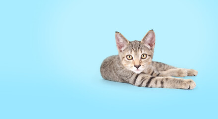 Relaxed kitty lying in front of colored background. Cute kitten with stretched out legs. Confident and happy body language. 13 weeks old, female short hair cat, grey ticked tabby. Selective focus.