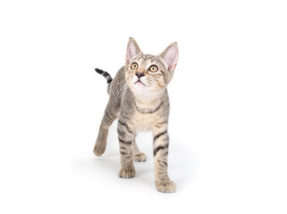 Playful kitten looking at something with focus while standing. Full body of small kitty cat with curious body language. 13 weeks old, female short hair cat, grey brown ticked tabby. White background.