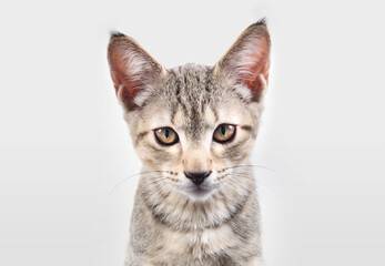 Serious kitty cat looking at camera on grey background. Head shot of kitty cat with yellow eyes waiting for something. 13 weeks old, female short hair cat, grey brown ticked tabby. Selective focus.