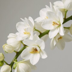Elegantly adorned white flowering branches