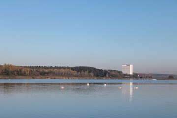Dawn on the lake and the swans