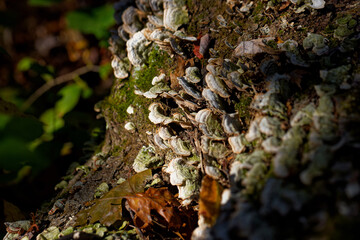 Fungi Turkey tail (Trametes versicolor). It commonly grows in tiled layers in groups or rows on logs and stumps of deciduous trees, and is common in North America 
