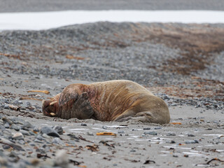 Walrus, Phippsøya, Sjuøyane archipelago, Svalbard