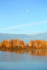 autumn trees on the lake