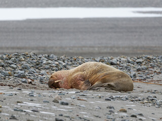 Naklejka premium Walrus, Phippsøya, Sjuøyane archipelago, Svalbard