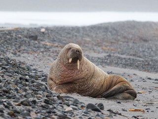 Walrus, Phippsøya, Sjuøyane archipelago, Svalbard