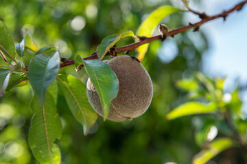 Close-up of a peach tree branch in a garden