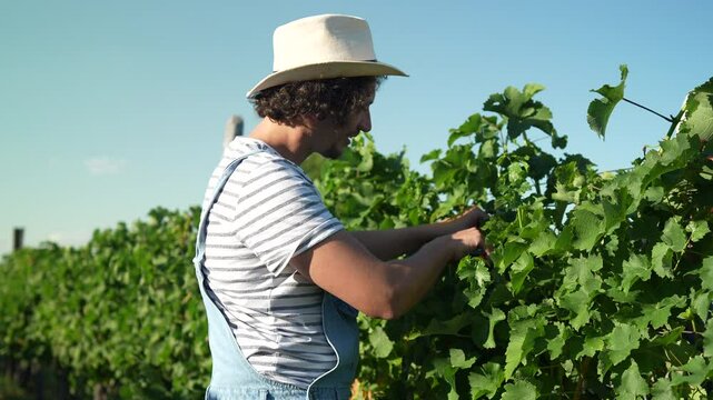 adult man farmer work and pruning grape in the vineyard
