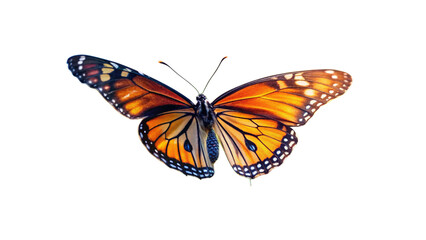 Obraz premium Butterfly isolated on white. 