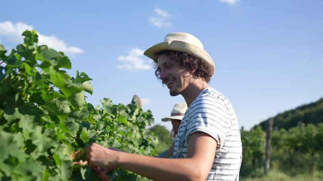 adult man farmer work and pruning grape in the vineyard