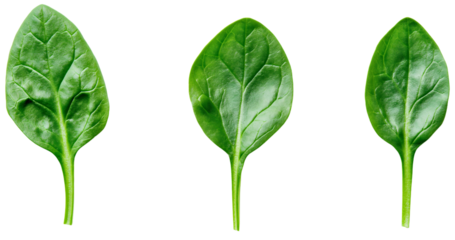 Spinach leaf isolated, green organic healthy vegetable, raw herb plant for salad, fresh food on transparent background, nutritious diet ingredient
