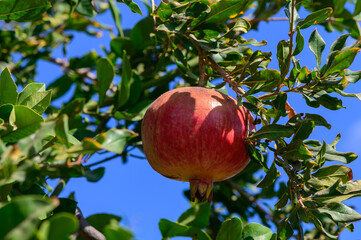 A solitary pomegranate hangs amidst vibrant green leaves under a clear blue sky in autumn, symbolizing nature&rsquo;s bounty