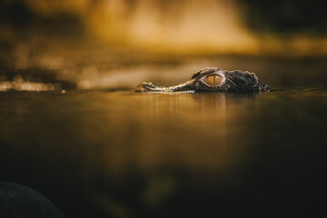 Crocodile peeking above the surface of the water, detail of the eye and part of the head. Wild animal