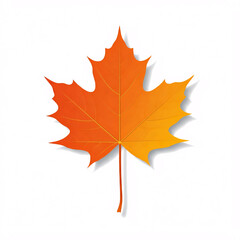 Fototapeta premium autumn orange maple leaf with shadow on white background
