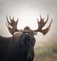 The moose or elk (Alces alces) is the world's tallest, largest, and heaviest extant species of deer and the only species in the genus Alces