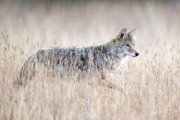 The coyote (Canis latrans), also known as the American jackal, prairie wolf, or brush wolf, is a species of canine native to North America