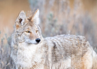 The coyote (Canis latrans), also known as the American jackal, prairie wolf, or brush wolf, is a...