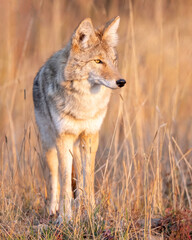 The coyote (Canis latrans), also known as the American jackal, prairie wolf, or brush wolf, is a species of canine native to North America
