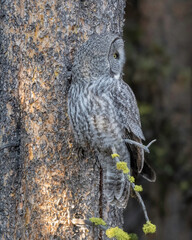 The great grey owl (Strix nebulosa) is a true owl, and is the world's largest species of owl by length. It is distributed across the Northern Hemisphere