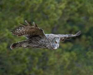 The great grey owl (Strix nebulosa) is a true owl, and is the world's largest species of owl by length. It is distributed across the Northern Hemisphere