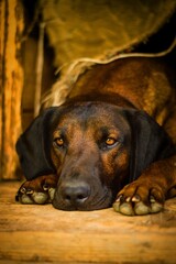 Bavarian mountain hound 