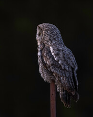 The great grey owl (Strix nebulosa) is a true owl, and is the world's largest species of owl by length. It is distributed across the Northern Hemisphere