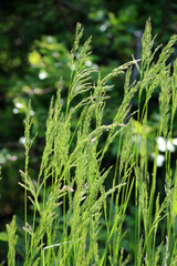 Poa grows in the meadow among wild grasses.