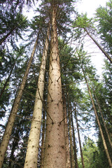 Fototapeta premium European spruce (Picea abies) grows in the mountainous Carpathians in Ukraine