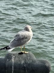 sea gull