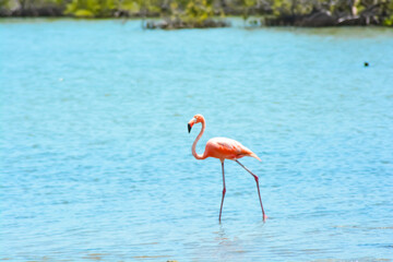 A Caribbean or American flamingo (Phoenicopterus ruber) on azure blue aquamarine background.	