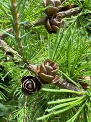 pine bough bud