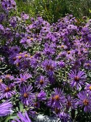 purple flower garden