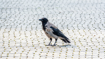 Hooded crow Standing on Cobblestone Path