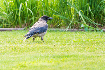 Hooded crow, corvus cornix, standing on the lawn in the spring or summer