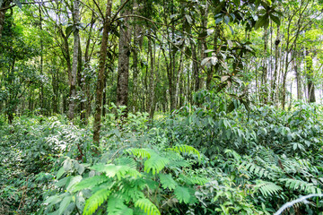 Natural wild landscape of the Atlantic Forest and Brazilian rainforest