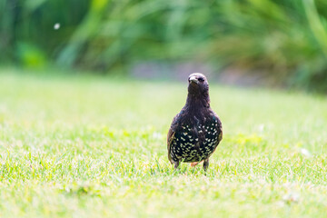 The common starling or European starling, Sturnus vulgaris, walks across the lawn.