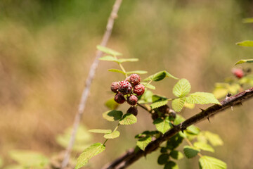 Natural wild landscape of the Atlantic Forest and Brazilian rainforest
