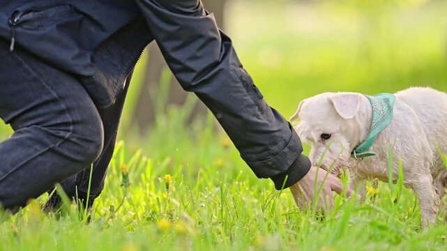 Miniature white Schnauzer dog running in the park, 4k footage.