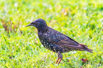 The common starling or European starling, Sturnus vulgaris, walks across the lawn.