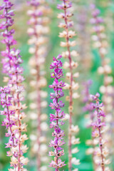 Lilac sage (Salvia nemorosa, Salvia verticillata), mountain meadow subalpin meadow or foothills North Caucasus.