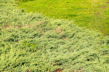 Bright green juniper branches illuminated by the sun. Juniper bush in autumn.