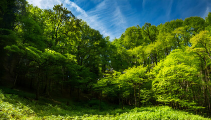 新緑の森の風景