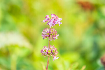 Lilac sage (Salvia nemorosa, Salvia verticillata), mountain meadow subalpin meadow or foothills North Caucasus. Good nectar carrier (nectariferous, honey plant, aethereal oil, attar, drug raw material